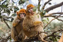 monkeys-7840321_640