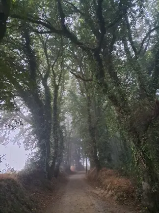 Caminante no hay camino, se hace camino al andar