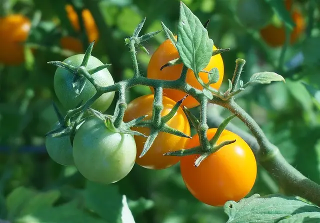 ripening-tomatoes-1530464_640