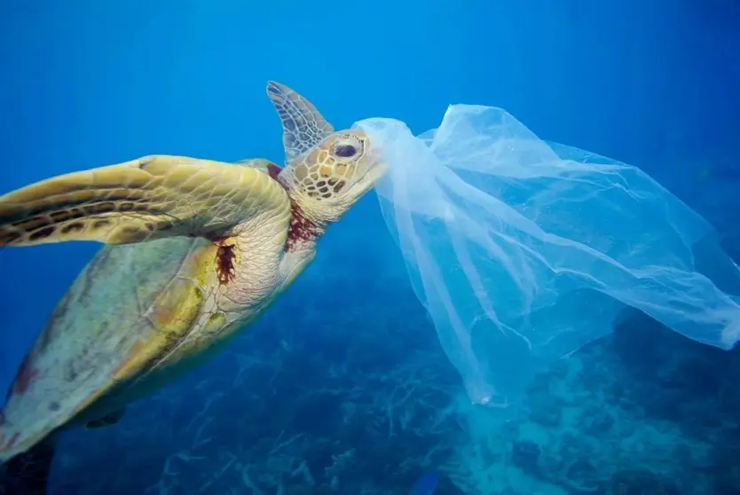 © Troy Mayne / Oceanic Imagery Publications