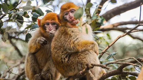 monkeys-7840321_640