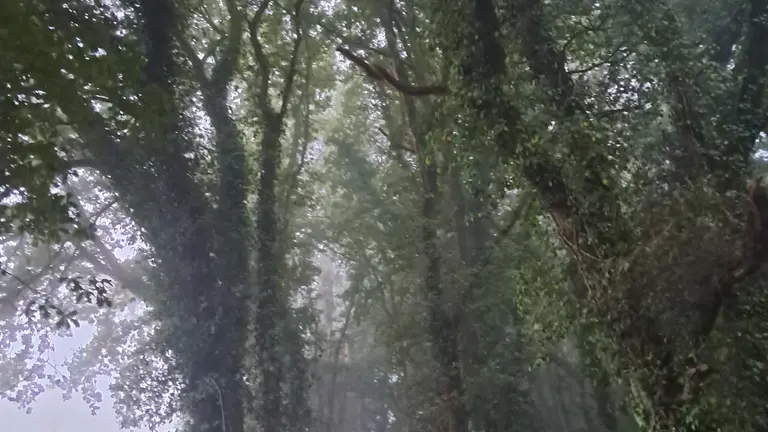 Caminante no hay camino, se hace camino al andar