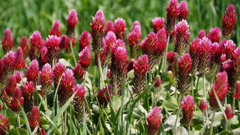 ivabalk-clover-4254772